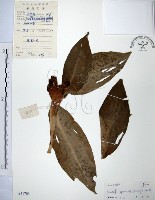 藏品(絹毛鳶尾、閉鞘薑)的圖片