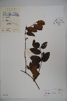 藏品(山銀花)的圖片