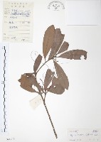 藏品(楊梅)的圖片