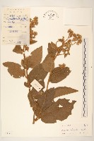 藏品(茄葉斑鳩菊)的圖片