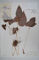 藏品(光葉淫羊藿)的圖片