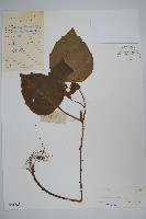 藏品(宿柱三角咪)的圖片