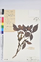 藏品(青留杜鵑)的圖片