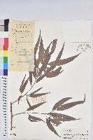 藏品(日本五月茶、南投五月茶)的圖片