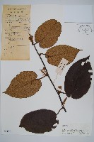 藏品(兩廣獼猴桃)的圖片