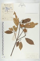 藏品(猴歡喜)的圖片