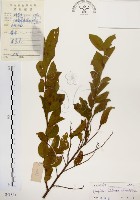 藏品(灰木)的圖片