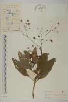 藏品(下田菊)的圖片