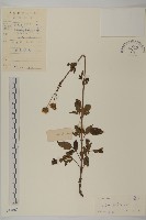 藏品(白花鬼針)的圖片