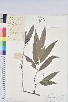 藏品(日本五月茶、南投五月茶)的圖片