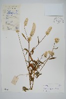 藏品(青葙)的圖片