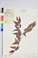 藏品(白果白珠)的圖片