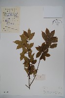 藏品(廣西毛冬青)的圖片