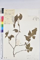 藏品(卵葉鐵莧菜)的圖片