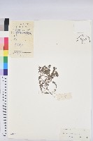 藏品(地錦)的圖片