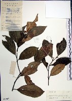 藏品(紅皮、葉下白、赤仔尾)的圖片