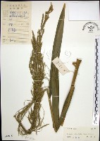 藏品(棕葉狗尾草)的圖片