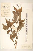 藏品(華麻花頭)的圖片