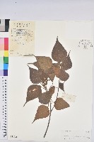 藏品(尾葉血桐)的圖片