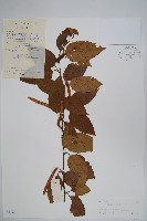 藏品(亮葉樺)的圖片