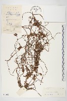 藏品(日本菟絲子)的圖片