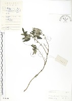 藏品(灰葉蕕)的圖片