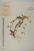 藏品(杯菊)的圖片