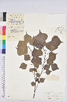 藏品(烏臼)的圖片