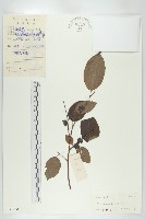 藏品(黑棗、君遷子)的圖片