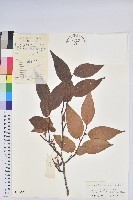 藏品(小果南燭)的圖片