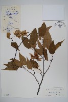 藏品(雷公鵝耳櫪)的圖片