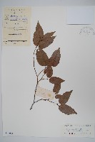 藏品(小紫果槭)的圖片