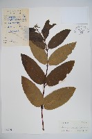 藏品(大花忍冬)的圖片