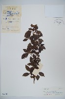 藏品(狹葉莢迷)的圖片