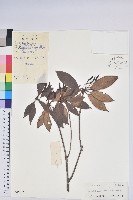 藏品(長蕊杜鵑)的圖片