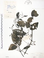 藏品(柱果鐵線蓮)的圖片