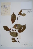 藏品(京梨獼猴桃)的圖片