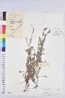 藏品(擬葉下珠、細葉油柑)的圖片