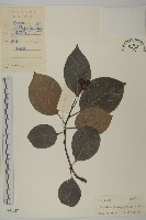 藏品(灰葉南蛇藤)的圖片