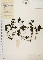 藏品(馬齒莧)的圖片