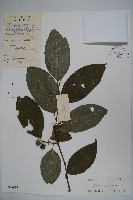 藏品(大果冬青)的圖片