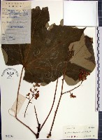 藏品(梧桐)的圖片