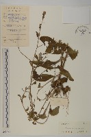 藏品(杓兒菜)的圖片