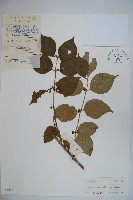 藏品(金銀忍冬)的圖片