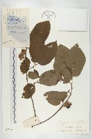 藏品(油柿)的圖片