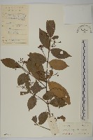 藏品(狹葉衛矛)的圖片