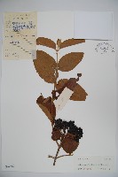 藏品(枇杷葉莢迷)的圖片