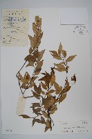 藏品(野扇花)的圖片