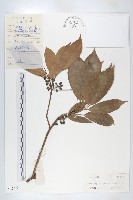 藏品(薯豆)的圖片