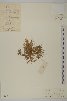 藏品(瓜槌草、漆姑草)的圖片